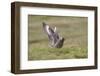 Great Skua (Stercorarius Skua) Displaying, Shetland Isles, Scotland, UK, July-Peter Cairns-Framed Photographic Print