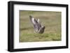 Great Skua (Stercorarius Skua) Displaying, Shetland Isles, Scotland, UK, July-Peter Cairns-Framed Photographic Print