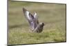 Great Skua (Stercorarius Skua) Displaying, Shetland Isles, Scotland, UK, July-Peter Cairns-Mounted Photographic Print