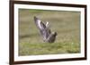 Great Skua (Stercorarius Skua) Displaying, Shetland Isles, Scotland, UK, July-Peter Cairns-Framed Photographic Print