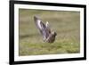 Great Skua (Stercorarius Skua) Displaying, Shetland Isles, Scotland, UK, July-Peter Cairns-Framed Photographic Print