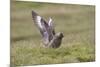 Great Skua (Stercorarius Skua) Displaying, Shetland Isles, Scotland, UK, July-Peter Cairns-Mounted Photographic Print