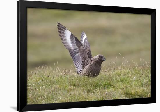 Great Skua (Stercorarius Skua) Displaying, Shetland Isles, Scotland, UK, July-Peter Cairns-Framed Photographic Print