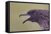 Great Skua (Stercorarius Skua), Shetland Isles, Scotland, UK, July-Peter Cairns-Framed Stretched Canvas