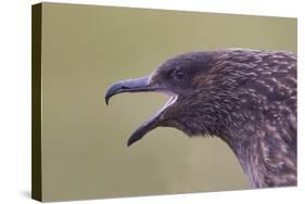 Great Skua (Stercorarius Skua), Shetland Isles, Scotland, UK, July-Peter Cairns-Stretched Canvas