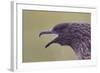 Great Skua (Stercorarius Skua), Shetland Isles, Scotland, UK, July-Peter Cairns-Framed Photographic Print