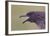 Great Skua (Stercorarius Skua), Shetland Isles, Scotland, UK, July-Peter Cairns-Framed Photographic Print