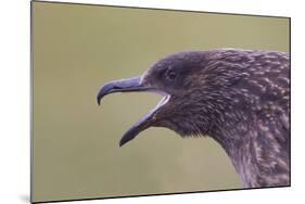 Great Skua (Stercorarius Skua), Shetland Isles, Scotland, UK, July-Peter Cairns-Mounted Photographic Print