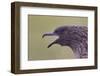 Great Skua (Stercorarius Skua), Shetland Isles, Scotland, UK, July-Peter Cairns-Framed Photographic Print