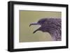 Great Skua (Stercorarius Skua), Shetland Isles, Scotland, UK, July-Peter Cairns-Framed Photographic Print