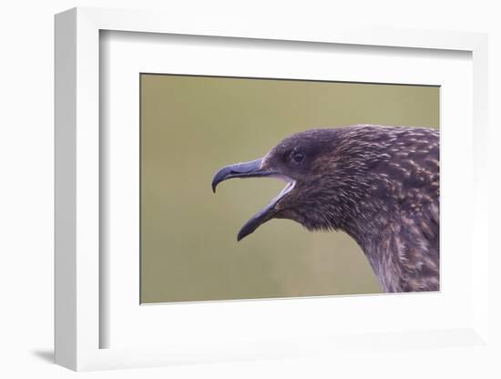 Great Skua (Stercorarius Skua), Shetland Isles, Scotland, UK, July-Peter Cairns-Framed Photographic Print