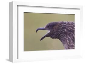 Great Skua (Stercorarius Skua), Shetland Isles, Scotland, UK, July-Peter Cairns-Framed Photographic Print