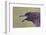 Great Skua (Stercorarius Skua), Shetland Isles, Scotland, UK, July-Peter Cairns-Framed Photographic Print