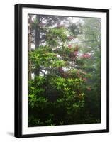 Great Smoky Mountains National Park, North Carolina, USA-Adam Jones-Framed Premium Photographic Print