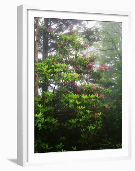 Great Smoky Mountains National Park, North Carolina, USA-Adam Jones-Framed Premium Photographic Print