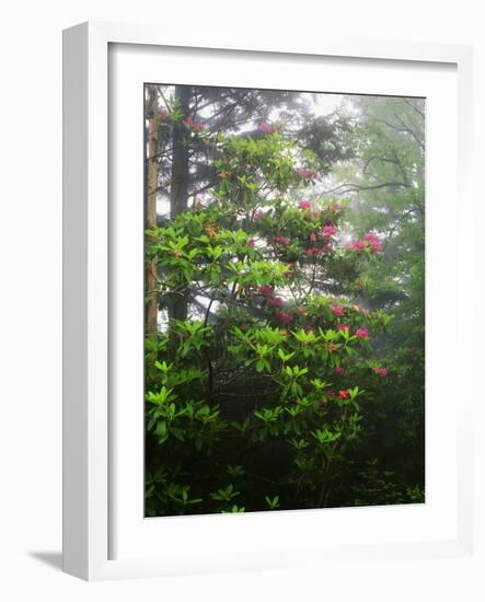 Great Smoky Mountains National Park, North Carolina, USA-Adam Jones-Framed Photographic Print