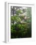 Great Smoky Mountains National Park, North Carolina, USA-Adam Jones-Framed Photographic Print