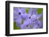 Great Smoky Mountains National Park, Tennessee, Springtime blooming Phlox-Darrell Gulin-Framed Photographic Print