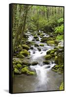 Great Smoky Mountains National Park, Tennessee-Richard and Susan Day-Framed Stretched Canvas