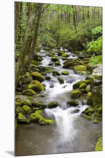 Great Smoky Mountains National Park, Tennessee-Richard and Susan Day-Mounted Premium Photographic Print
