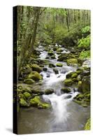 Great Smoky Mountains National Park, Tennessee-Richard and Susan Day-Stretched Canvas