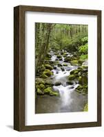 Great Smoky Mountains National Park, Tennessee-Richard and Susan Day-Framed Photographic Print