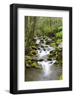 Great Smoky Mountains National Park, Tennessee-Richard and Susan Day-Framed Photographic Print