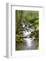 Great Smoky Mountains National Park, Tennessee-Richard and Susan Day-Framed Photographic Print