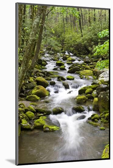 Great Smoky Mountains National Park, Tennessee-Richard and Susan Day-Mounted Photographic Print