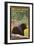 Great Smoky Mountains, North Carolina - Black Bear in Forest-Lantern Press-Framed Art Print