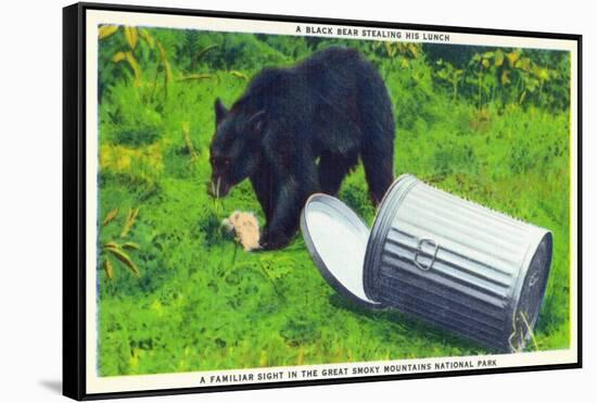 Great Smoky Mts Nat'l Park, TN - Black Bear Stealing Lunch from Trashcan-Lantern Press-Framed Stretched Canvas