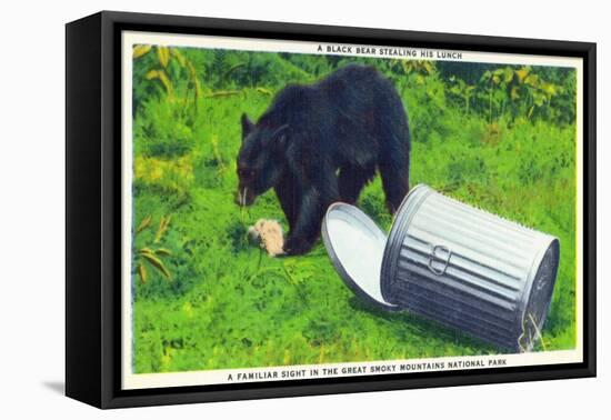 Great Smoky Mts Nat'l Park, TN - Black Bear Stealing Lunch from Trashcan-Lantern Press-Framed Stretched Canvas