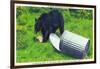 Great Smoky Mts Nat'l Park, TN - Black Bear Stealing Lunch from Trashcan-Lantern Press-Framed Art Print