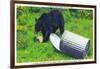 Great Smoky Mts Nat'l Park, TN - Black Bear Stealing Lunch from Trashcan-Lantern Press-Framed Art Print