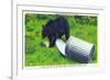 Great Smoky Mts Nat'l Park, TN - Black Bear Stealing Lunch from Trashcan-Lantern Press-Framed Art Print