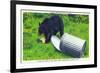 Great Smoky Mts Nat'l Park, TN - Black Bear Stealing Lunch from Trashcan-Lantern Press-Framed Art Print