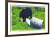 Great Smoky Mts Nat'l Park, TN - Black Bear Stealing Lunch from Trashcan-Lantern Press-Framed Premium Giclee Print