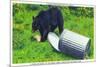Great Smoky Mts Nat'l Park, TN - Black Bear Stealing Lunch from Trashcan-Lantern Press-Mounted Premium Giclee Print