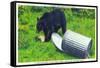 Great Smoky Mts Nat'l Park, TN - Black Bear Stealing Lunch from Trashcan-Lantern Press-Framed Stretched Canvas