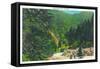 Great Smoky Mts. Nat'l Park, Tn - Scenic View Along Newfound Gap Highway, c.1946-Lantern Press-Framed Stretched Canvas