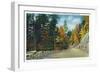 Great Smoky Mts. Nat'l Park, Tn - Skyline Drive View Near Clingman's Dome in the Autumn, c.1946-Lantern Press-Framed Art Print