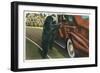 Great Smoky Mts. Nat'l Park, Tn - View of a Car Being Stopped by Native Black Bears, c.1940-Lantern Press-Framed Art Print