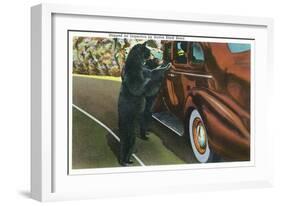 Great Smoky Mts. Nat'l Park, Tn - View of a Car Being Stopped by Native Black Bears, c.1940-Lantern Press-Framed Art Print