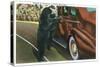 Great Smoky Mts. Nat'l Park, Tn - View of a Car Being Stopped by Native Black Bears, c.1940-Lantern Press-Stretched Canvas