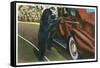 Great Smoky Mts. Nat'l Park, Tn - View of a Car Being Stopped by Native Black Bears, c.1940-Lantern Press-Framed Stretched Canvas