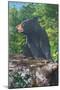 Great Smoky Mts. Nat'l Park, Tn - View of a Smoky Mountain Bear, c.1946-Lantern Press-Mounted Art Print