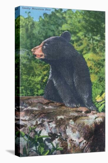 Great Smoky Mts. Nat'l Park, Tn - View of a Smoky Mountain Bear, c.1946-Lantern Press-Stretched Canvas