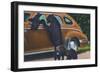 Great Smoky Mts. Nat'l Park, Tn - View of Black Bear and Cubs Looking in a Car, c.1940-Lantern Press-Framed Art Print