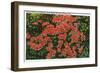 Great Smoky Mts. Nat'l Park, Tn - View of Flame Azalea in Full Bloom, c.1946-Lantern Press-Framed Art Print