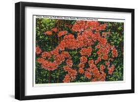 Great Smoky Mts. Nat'l Park, Tn - View of Flame Azalea in Full Bloom, c.1946-Lantern Press-Framed Art Print